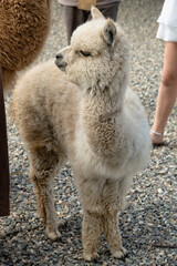 Fototapeta premium Fluffy Alpaca Standing on Gravel Path Near People