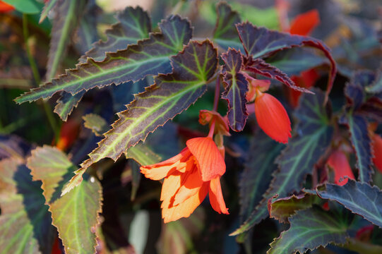 Begonia plant flowering with orange blooms in outdoor garden.