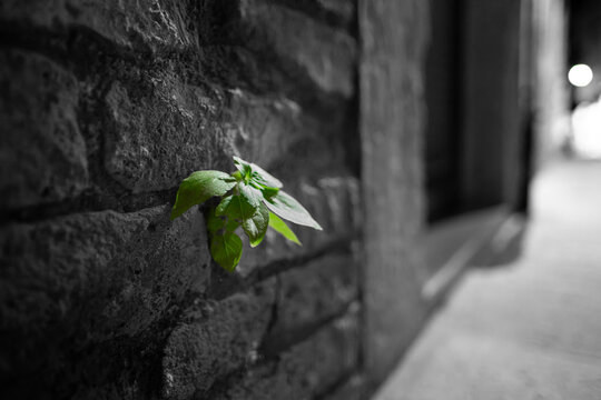 Pianta di menta verde che cresce da una fessura di un muro in pietra con colore selettivo
