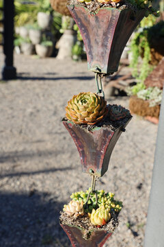 succulents in hanging pots