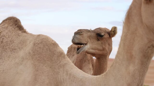 Funny camel slowly chewing with an open mouth expression, closeup. Amusing dromedary looking at camera in the desert, video b-roll with slow motion feel.