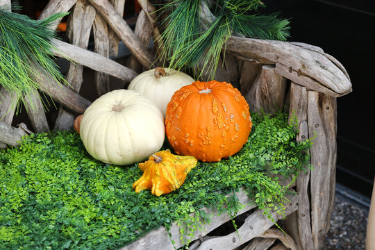 pumpkins on bench