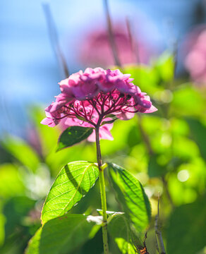 Garden hydrangea Hydrangea macrophylla flowering pink in summer sunlight.