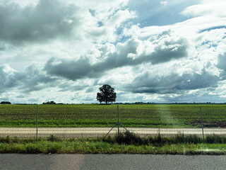 Naklejka premium Tree stands alone in a vast green agricultural field under dramatic clouds in Lithuania