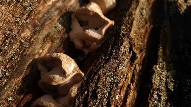 Mushrooms on tree bark. Are white mushrooms parasites or pests on the tree or inside the bark