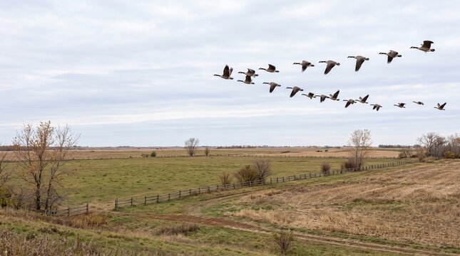 Geese flying in formation over rural fields under a cloudy sky  