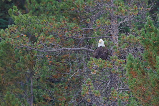 Bald eagle perches high in dense, green pine branches. Its white head and sharp gaze command attention. Feathers show texture, blending with forest backdrop