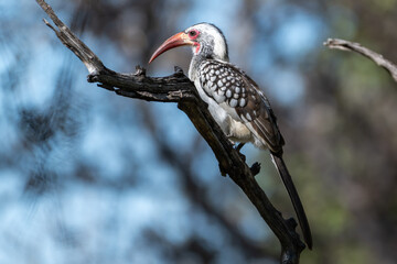 Southern Red-billed Hornbill on a Dead Branch in Oshikoto, Namibia © Ralf