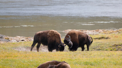 Two bison stand on grassy field near water. They face each other, heads lowered in confrontation. Their thick fur and large horns show strength. Bison are fighting. This scene captures raw © Mark