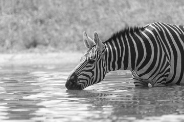 zebra drinking © AndyB