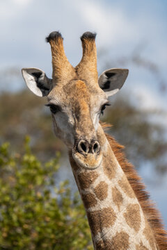 Southern Giraffe in Oshikoto, Namibia