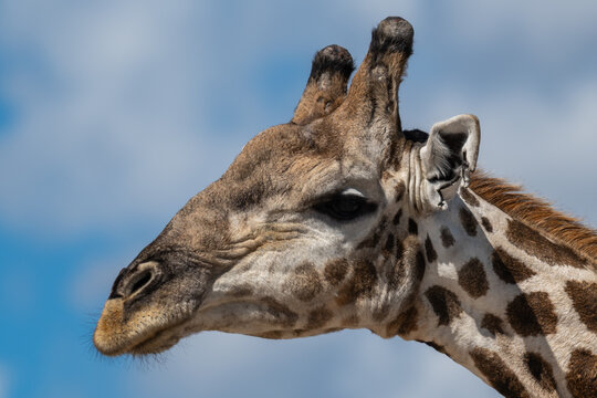 Close-up Portrait of a Masai Giraffe in Oshikoto, Namibia
