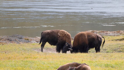 Two bison stand near water, facing each other. Their thick coats glow brown in the natural light. One bison lowers its head, challenging the other. The second bison responds with lowered horns © Mark