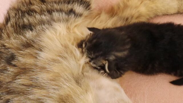 One small beautiful purebred newborn kitten of a dark color sucks milk from the cat's mother, massaging her belly with its paws, lying on the bed in a home clinic, top side close-up view with slow mot
