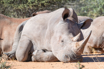 Resting White Rhinoceros in the African Savanna © Ralf