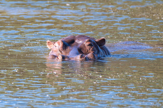 Common Hippopotamus Swimming in a River