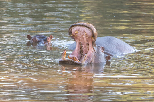 Common Hippopotamus with Open Mouth in River