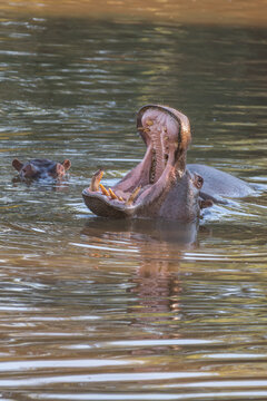 Common Hippopotamus Opening Mouth in River