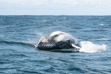Humpback whale crashing back into the sea in a burst of white water during its winter migration along the Wild Coast, South Africa © Kristof
