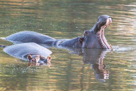 Common Hippopotamuses in a River