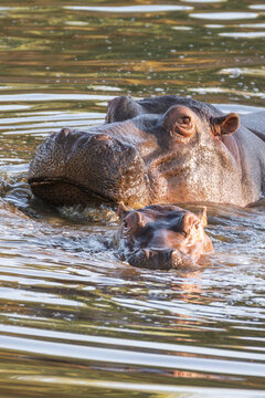 Common Hippopotamus Family in River