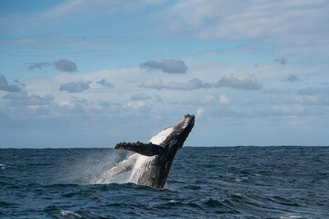 Humpback whale breaching and falling backwards showing its white belly during its winter migration along the Wild Coast, South Africa © Kristof