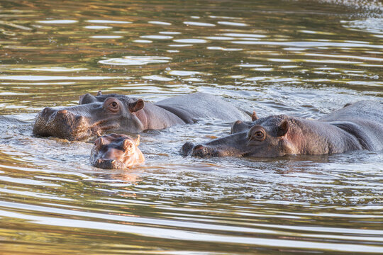 Common Hippopotamus Herd in River