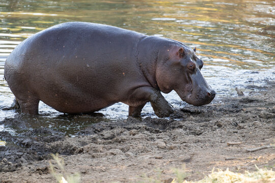 Common Hippopotamus Foraging in Muddy Water