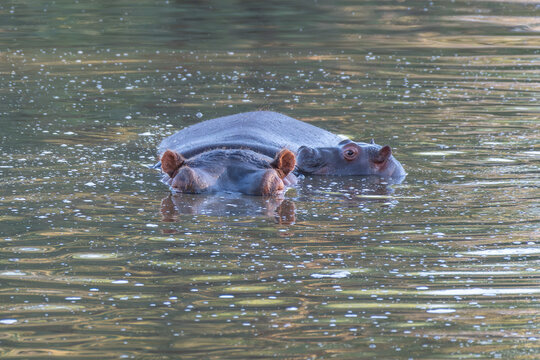 Common Hippopotamus Resting in a River