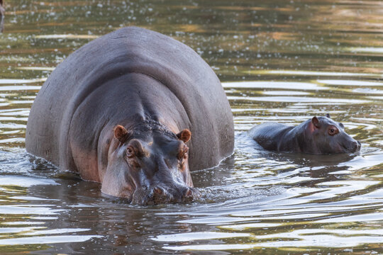 Common Hippopotamuses in a River