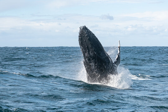 Humpback whale breaching towards the camera with spray flying during its winter migration along the Wild Coast, South Africa