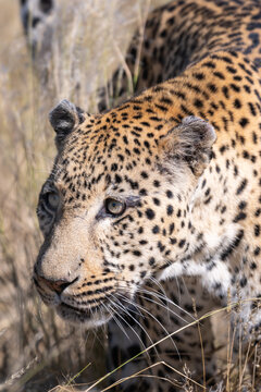 Close-up Portrait of a Leopard in the Savanna