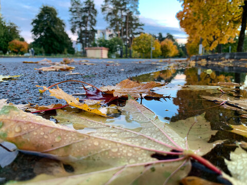 A beautiful autumn scene on a quiet city street. In the foreground, a large puddle on the asphalt clearly reflects&mdash;like a mirror&mdash;the blue sky with fluffy clouds, green pines, and the vibrant orange cr