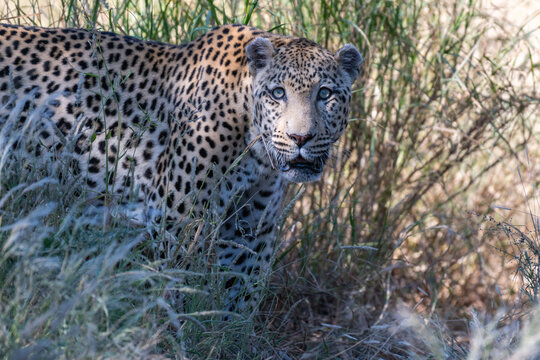 Leopard Peering Through Tall Grass