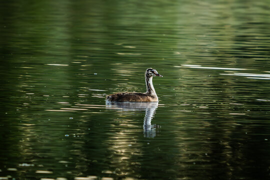 Cr&iacute;a de somormujo Podiceps cristatus