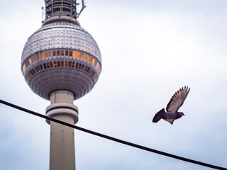 Taube fliegt vor Fernsehturm © Sulamith Sallmann