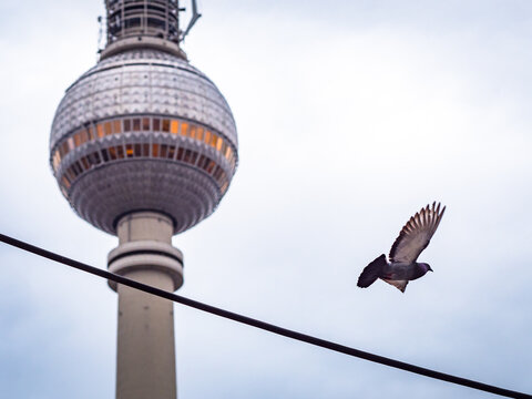 Taube fliegt vor Fernsehturm