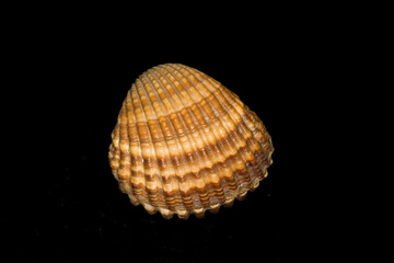 Acanthocardia tuberculata shell bivalve mollusk shell, family Cardiidae (commonly known as a cockle or heart shell), featuring prominent radial ribs and brownish-tan chevron or mottled patterns © antasfoto