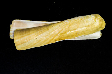 empty shell of a razor clam (family Pharidae), most likely Ensis siliqua (commonly known as a jackknife clam or cannolicchio / cappalunga in Italian). © antasfoto