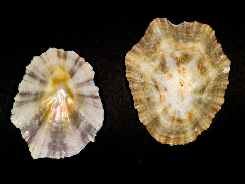 sea shell isolated on black, the interior and exterior of a limpet shell, most likely Patella caerulea (specifically a form like Patella caerulea forma stellata)