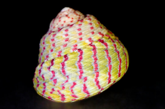 shell of Steromphala rarilineata (commonly known in synonymy as Gibbula rarilineata), a small marine gastropod mollusk belonging to the family Trochidae (top snails)