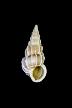 seashell on black background, Gyroscala lamellosa Epitonium lamellosum (commonly known as the lamellosa wentletrap), a marine gastropod mollusc in the family Epitoniidae