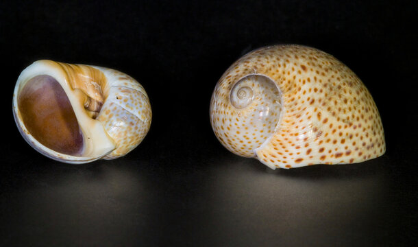 sea shells on black background gastropod mollusk shells of family Naticidae (moon snails), specifically resembling species such as Naticarius stercusmuscarum (fly-specked natica)