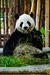 Giant panda sitting among green bamboo leaves and chewing a bamboo stalk in a wooded enclosure. Close view of its distinctive black and white fur, face and paws. © Javier Paredes