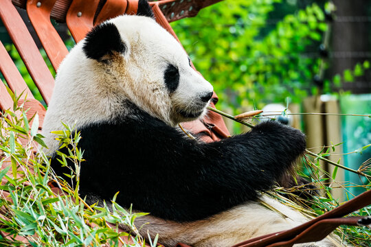 Giant panda sitting among green bamboo leaves and chewing a bamboo stalk in a wooded enclosure. Close view of its distinctive black and white fur, face and paws.