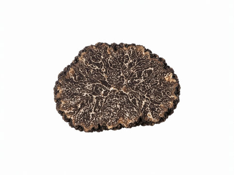 Dried truffle mushroom with wrinkled, textured surface showing natural earthy brown and tan coloring, isolated on white background for culinary and gourmet food applications