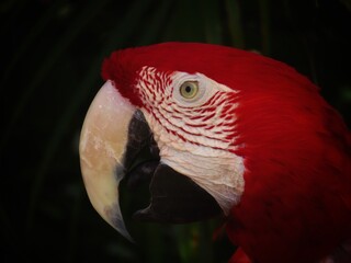 red and yellow macaw © Sienna