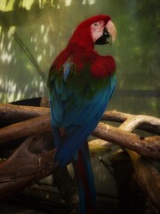blue and yellow macaw © Sienna
