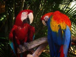 Red, yellow, blue, and green macaws © Sienna