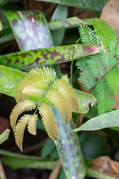 Sensitive plant branches (Mimosa pudica) among bromeliads. Focus on botany, tropical flora, sensitive plants, ecosystem, nature, and biodiversity.